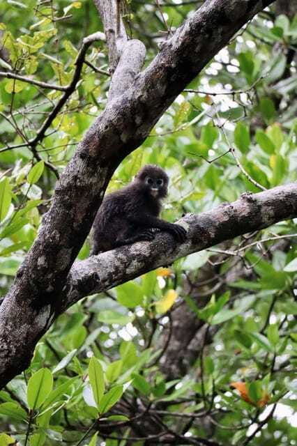langkawi-unesco-global-geopark-mangrove-cruise