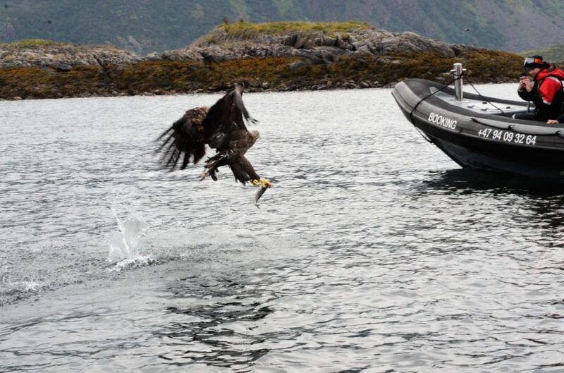lofoten-trollfjord-sea-eagle-safari-by-rib-boat
