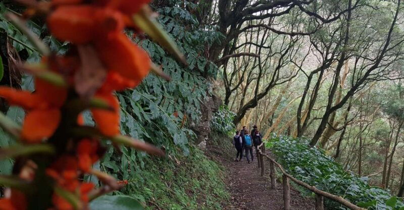 lomba-de-sao-pedro-waterfall-hiking-tour-with-tea-tasting