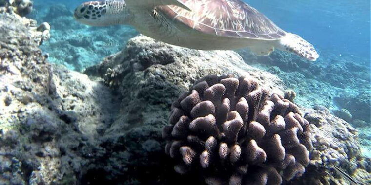 lombok-gili-trawangan-meno-air-snorkeling-trip
