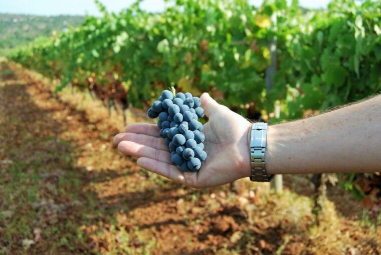 loule-quinta-da-tor-winery-guided-tour-and-wine-tasting