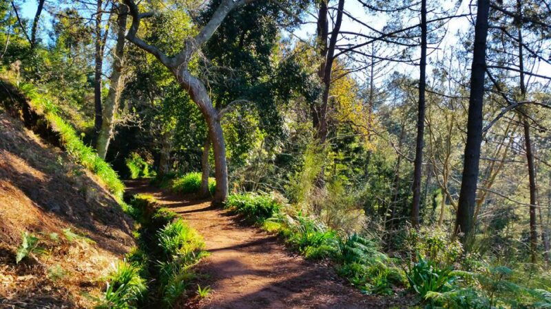 madeira-paradise-valley-levada-walk
