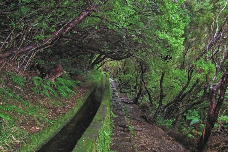 madeira-walks-rabacal-and-the-25-fountains