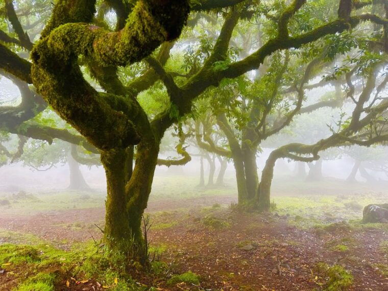 madeira-western-madeira-guided-trip-fanal-mystic-forest