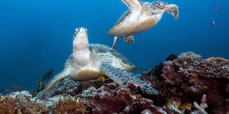 manta-dive-gili-trawangan-discover-scuba-diving