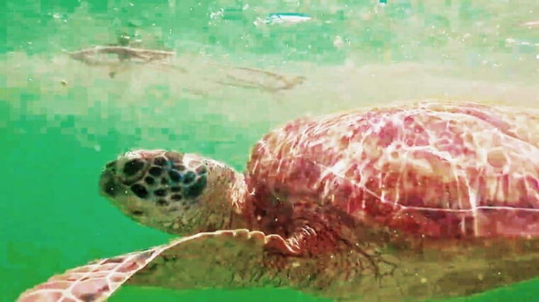 mantayupan-falls-moalboal-snorkeling-sardine-run-tour