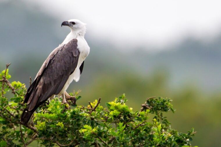minneriya-national-park-safari-in-a-4x4