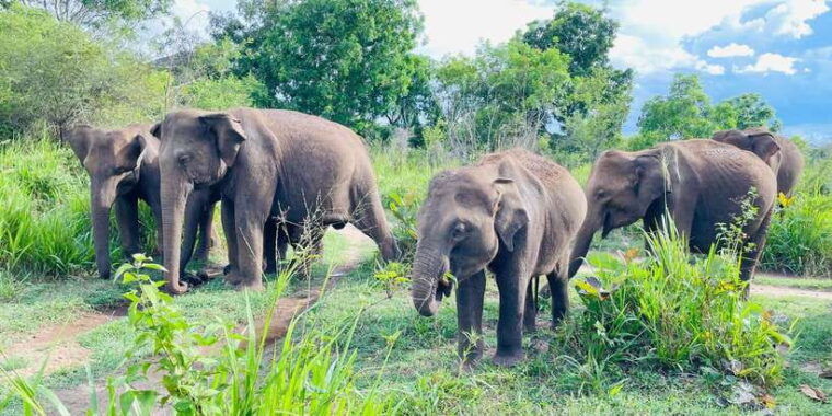 minneriya-park-jeep-safari-with-tickets-include-pickup-drop