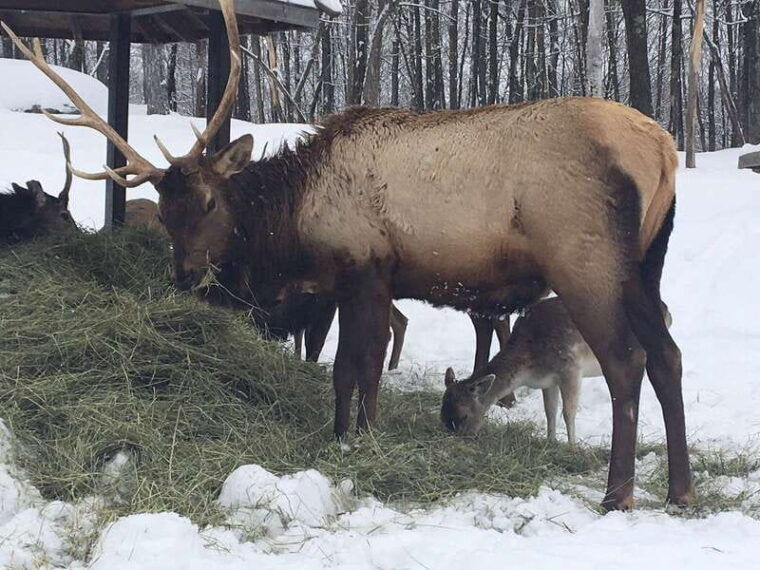 montreal-private-day-tour-to-parc-omega-montebello-lodge