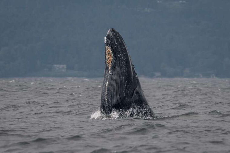 nanaimo-whale-watching-open-boat-tour
