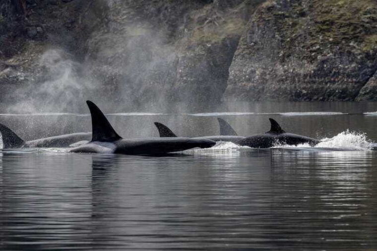 nanaimo-whale-watching-semi-covered-boat-tour