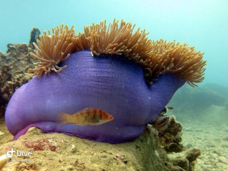 nha-trang-scuba-diving-experience-for-non-certified-divers