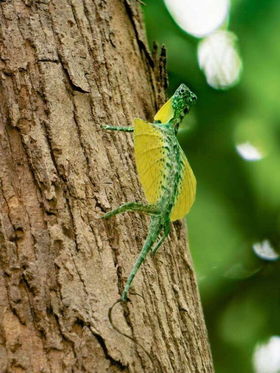 north-sulawesi-bitung-tangkoko-wildlife-adventure