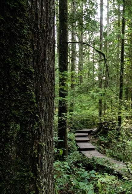north-vancouver-lynn-canyon-guided-hike
