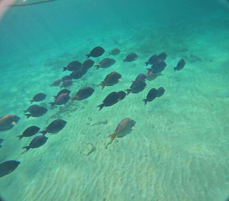 not-to-be-missed-tour-snorkeling-turtles-and-photos