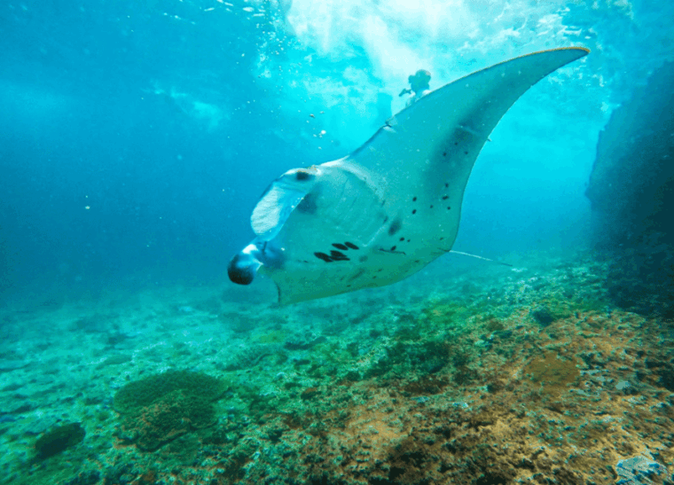 nusa-penida-nusa-lembongan-snorkeling-island-day-tour