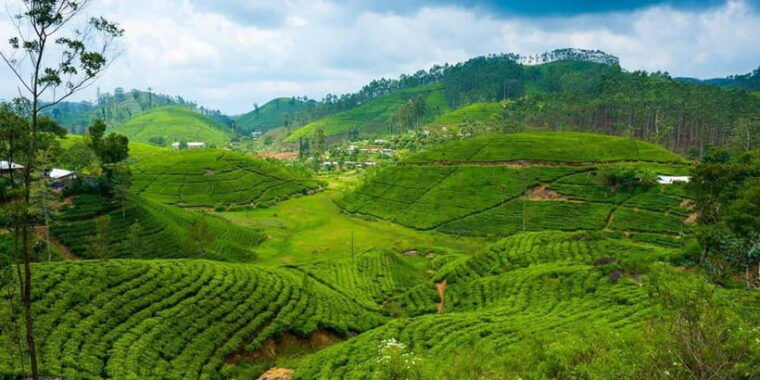 nuwara-eliya-guided-tour-with-tea-factory-visit