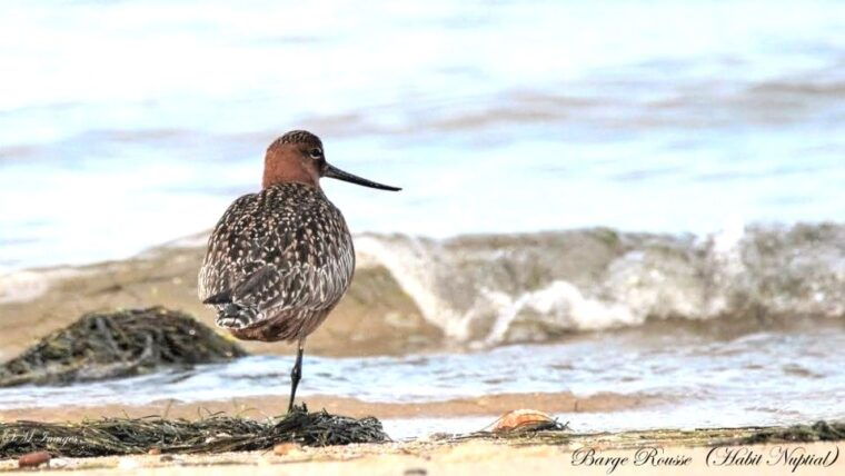 olhao-ria-formosa-3-islands-guided-day-trip-by-boat