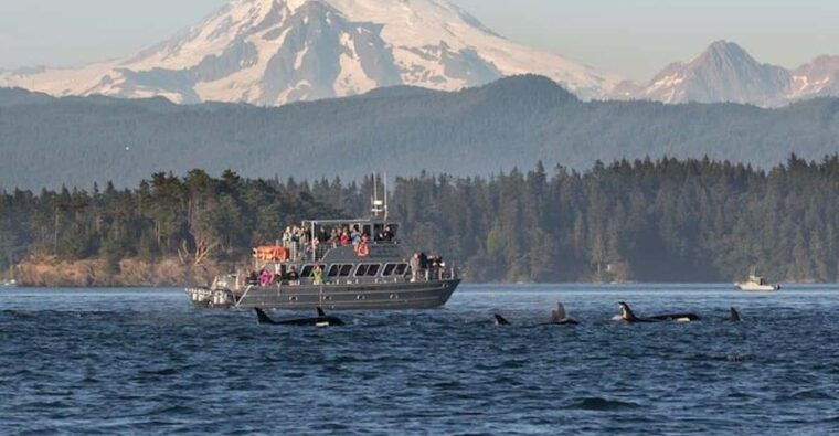 orcas-island-whale-and-orca-guided-speedboat-tour-2