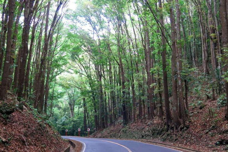 panglao-dao-forests-and-tarsier-sanctuary-tour-with-lunch