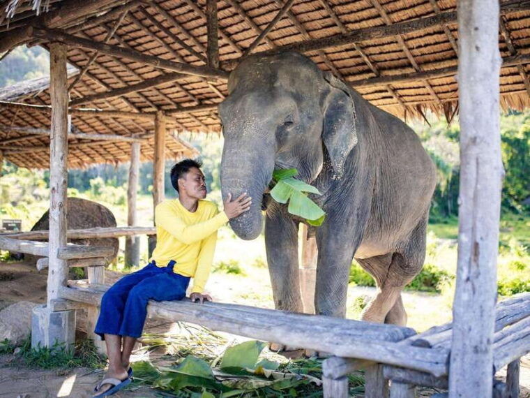 phuket-bukit-elephant-park-sanctuary-walk-and-feed-tour