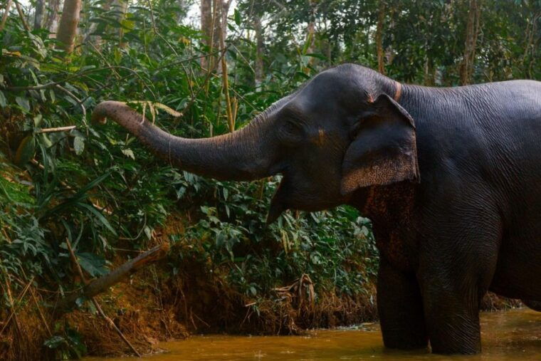 phuket-elephant-sanctuary-small-group-tour-in-khao-lak