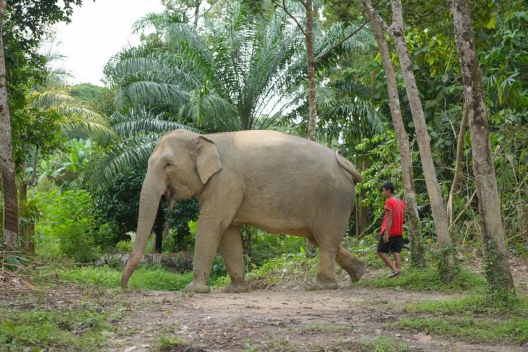 phuket-elephant-sanctuary-tour-cooking-class-lunch