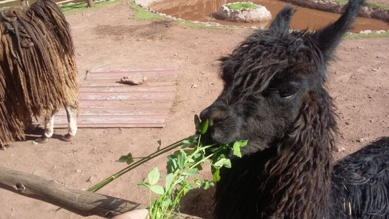 private-full-day-sacred-valley-alpaca-farm-tour