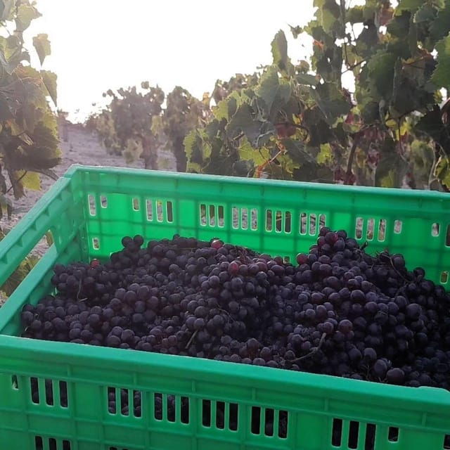 private-organic-vineyard-visit-with-liqueur-tasting