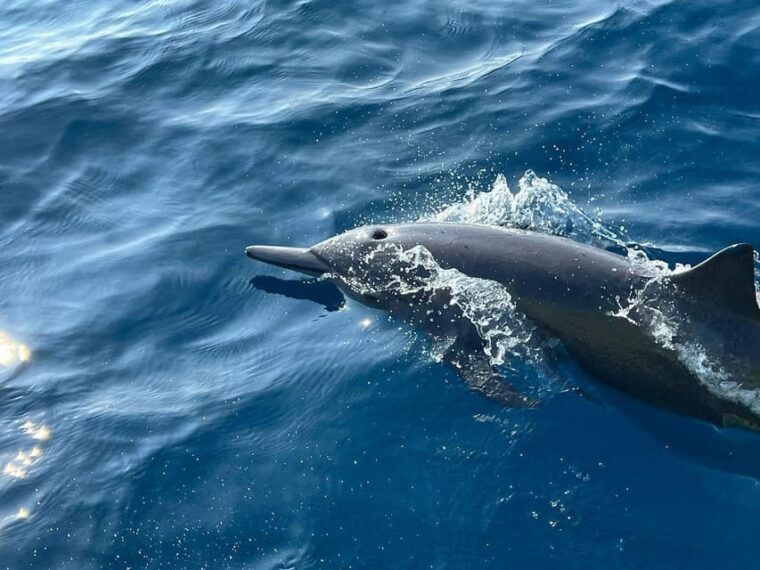 puerto-escondido-boat-tour-to-see-dolphins-and-marine-life