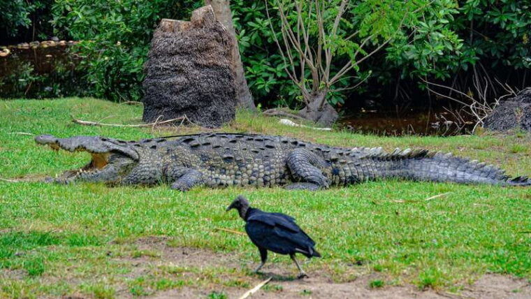 puerto-escondido-oaxaca-coast-wildlife-ecotour