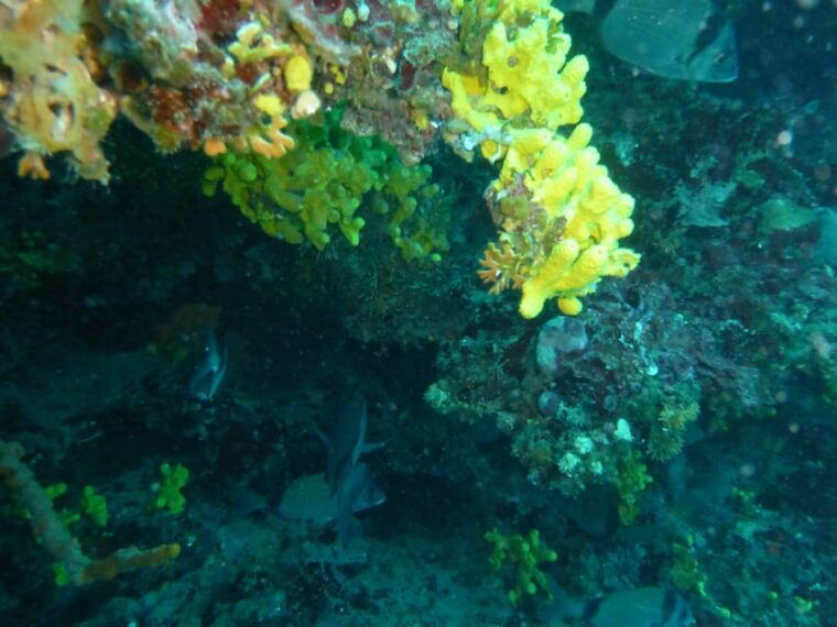 pula-2-5-hour-snorkelling-experience