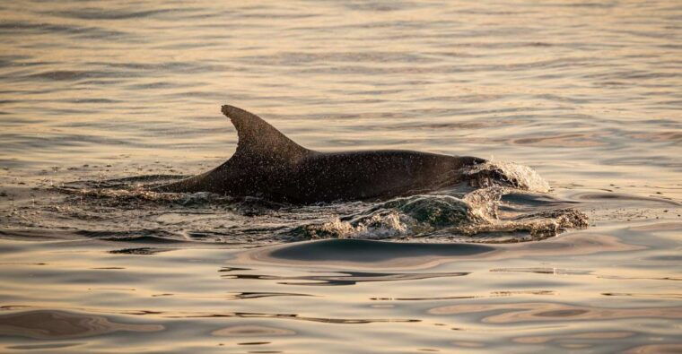 pula-brijuni-national-park-sunset-dolphins-dinner-cruise
