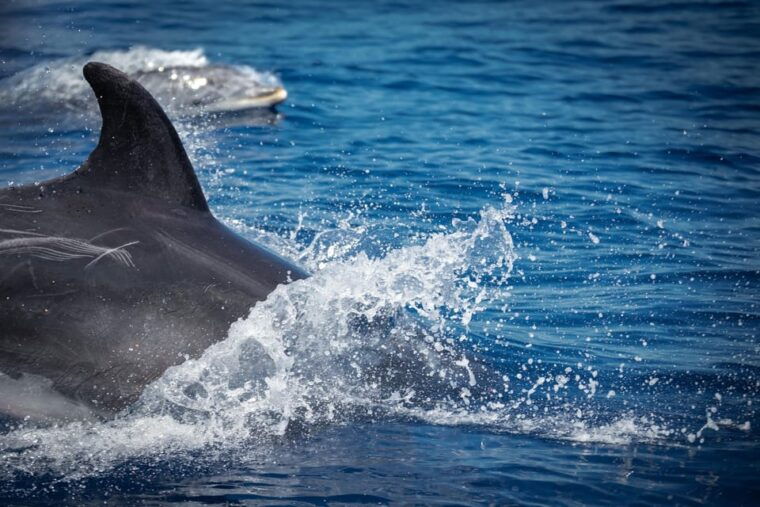 pula-dolphin-watching-boat-trip