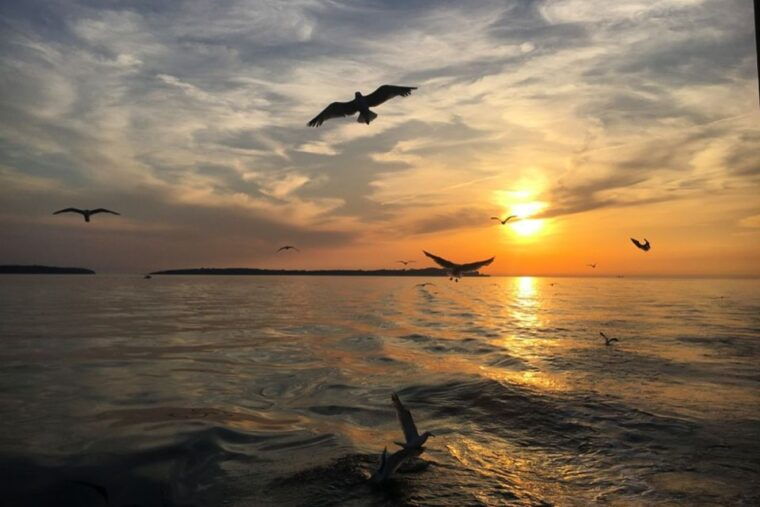 pula-dolphin-watching-sunset-cruise-with-dinner-drinks