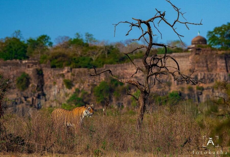 ranthambore-tiger-reserve-tiger-safari