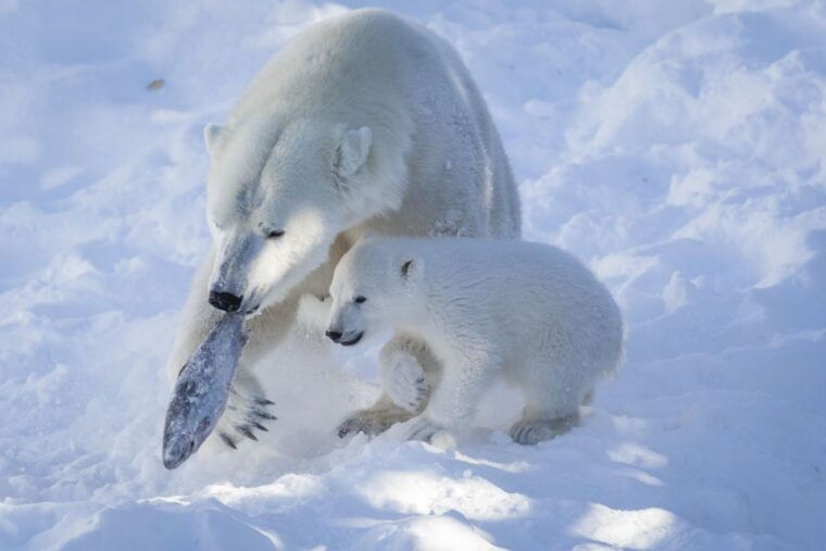 ranua-wildlife-park-guided-tour-from-rovaniemi