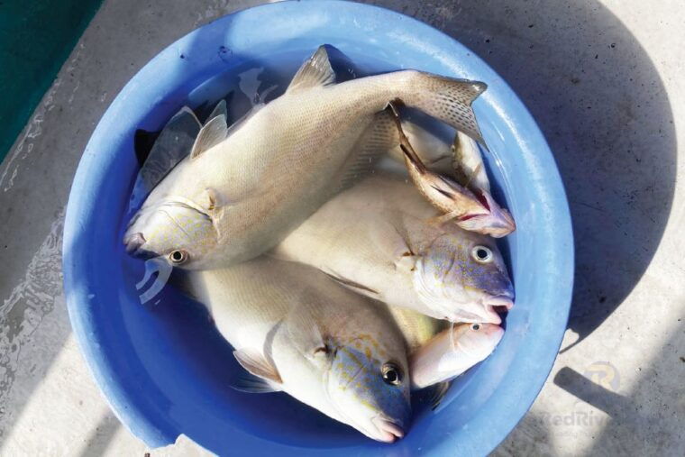 red-river-tours-shared-trip-deep-sea-fishing-in-phu-quoc