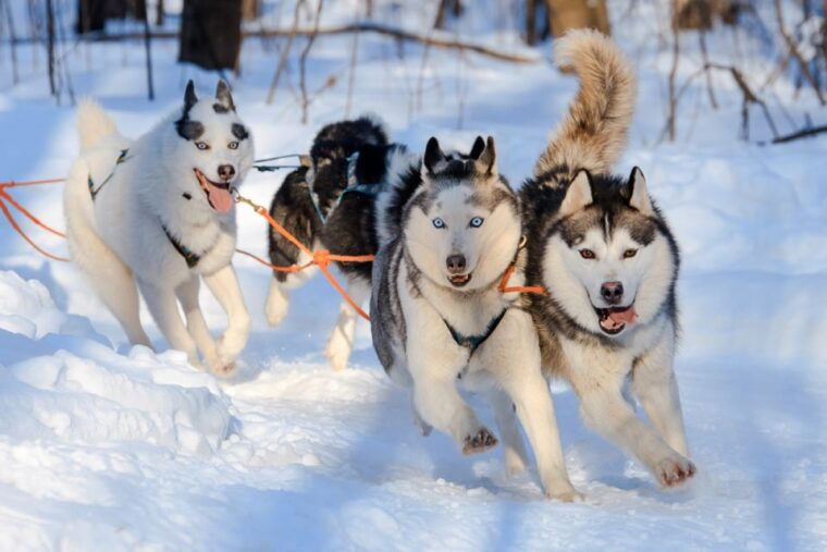rovaniemi-husky-reindeer-farm-visit-with-snowmobile-ride