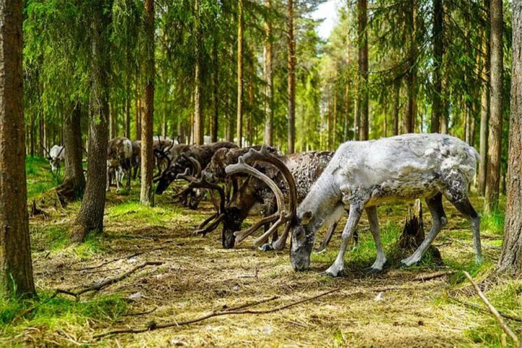 rovaniemi-reindeer-farm-visit-in-the-summer