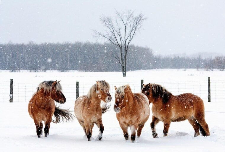 rovaniemi-winter-horse-riding-in-arctic-nature