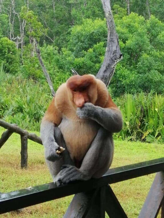 sandakan-orangutan-sanctuary-shared-day-trip-tour