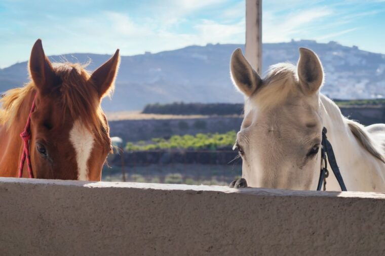santorini-horseback-riding-tour-on-the-beach