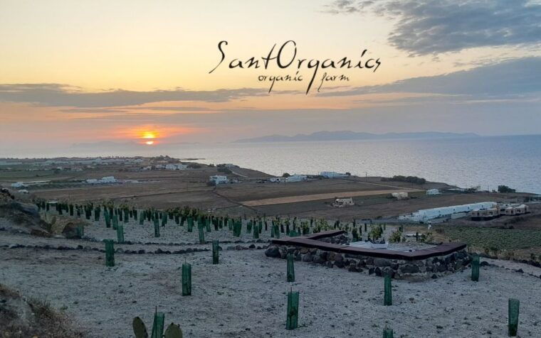 santorini-private-agri-educational-visit-to-an-organic-farm-2