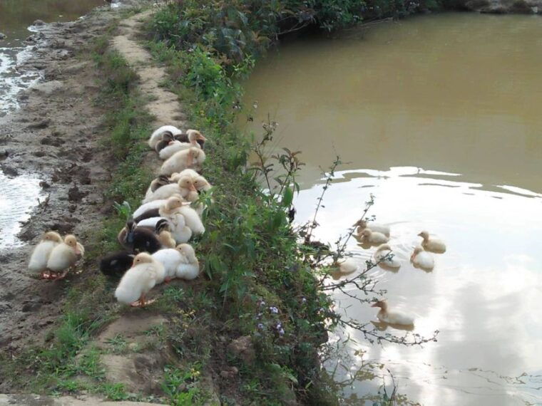 sapa-bike-tour-to-muong-hoa-valley-and-local-life-experience
