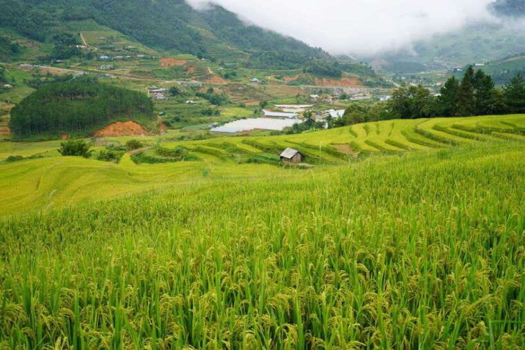 sapa-full-day-hike-to-ta-phin-cat-cat-village-with-lunch