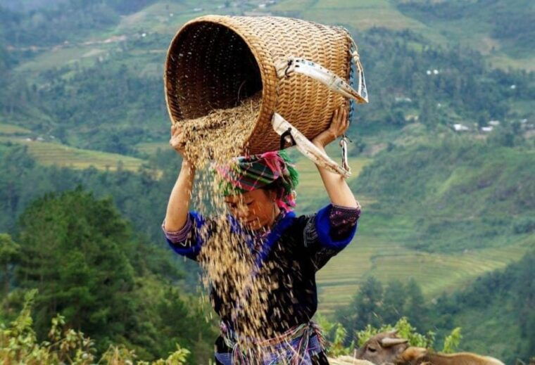 sapa-trekking-cat-cat-village-and-ham-rong-mountain-3d2n