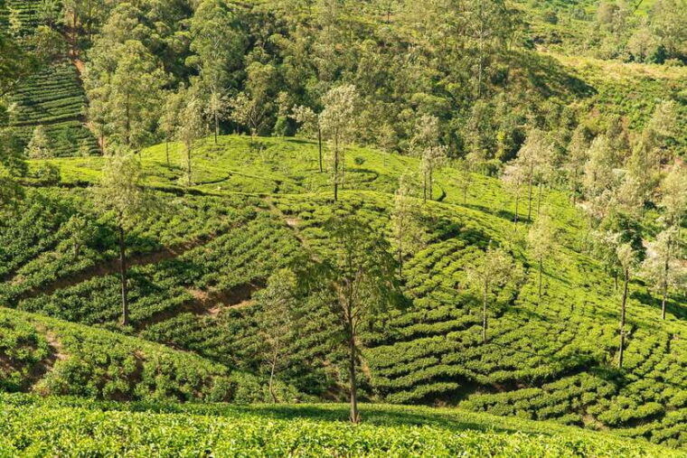 scenic-sri-lanka-5-days-tour-with-transport-guide-hotels