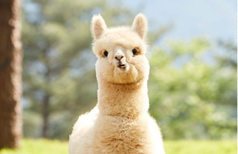 seoul-gangwon-do-day-trip-with-alpaca-world-nami-island