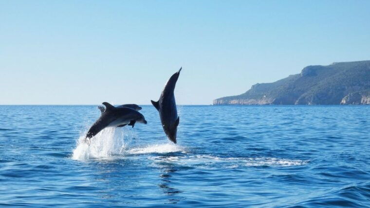 sesimbra-arrabida-dolphin-watching-boat-tour-with-biologist